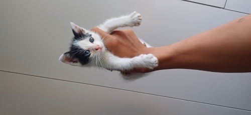 Sokaktan bulduk 1 aylük civarı fotoğraf