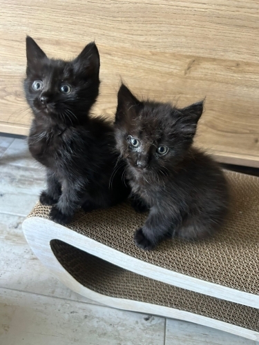 Romeo ve Juliet 🖤 fotoğraf