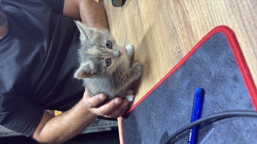 Dünya tatlısı kedi fotoğraf