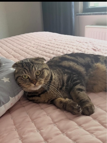 Scottish fold bal kız yuva arıyor fotoğraf