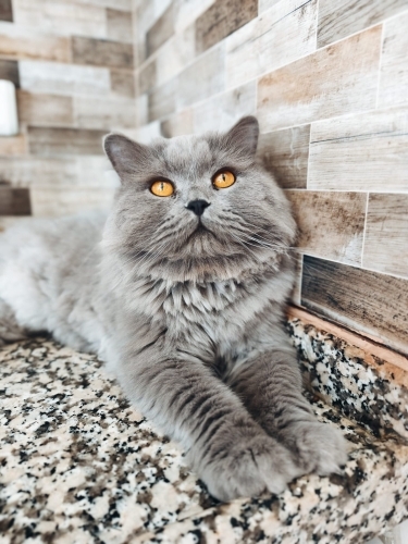 Pars yuva arıyor fotoğraf