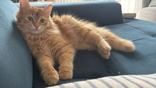 Karamel İçin Sıcak Yuva Arıyoruz fotoğraf