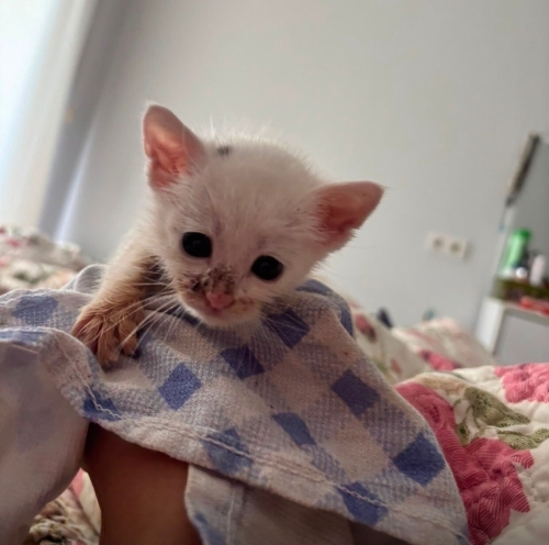 Benek Bebişe Bir Anne Olsa fotoğraf