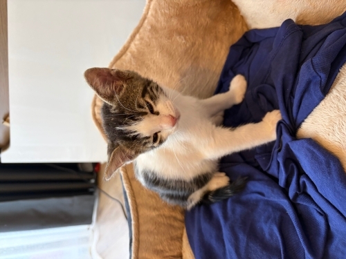 Uyumlu Oyuncu bebek kedi fotoğraf