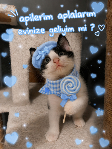 Erkek,3aylık,aşıları tam,panda gibi bebek fotoğraf