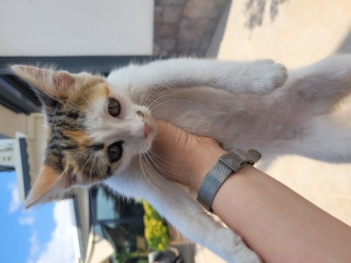 Şeker hanıma yuva 🧡 fotoğraf