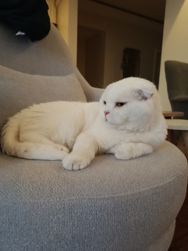 Scotish Fold, Çok akıllı sessiz kendi halinde fotoğraf