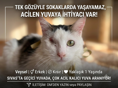 Tek gözü alınan sevgi dolu uysal kedi sahiplendirme fotoğraf