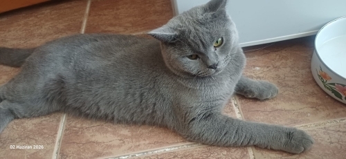 Sakin kedilerimizden birine yeni bir yuva fotoğraf