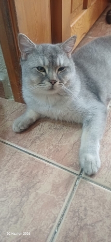 Ürkek kedimize yeni bir yuva arıyoruz. fotoğraf