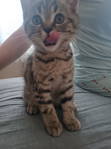 Oyunbaz miniğe ömürlük yuva aranıyor fotoğraf