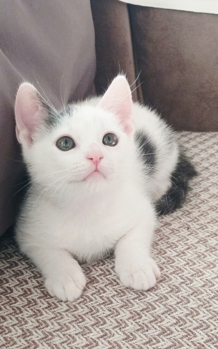 Uyumlu şirin,oyuncu fotoğraf