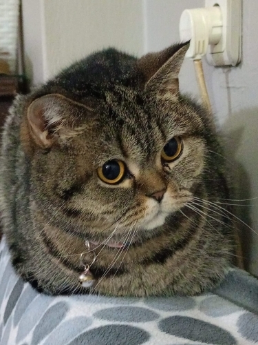 simba terk edildi fotoğraf