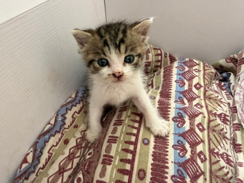 4 Haftalık Kedi fotoğraf