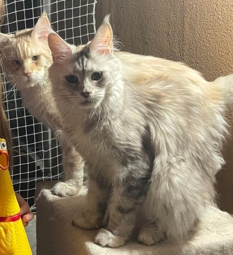 Coco’ya yeni yuvasını arıyoruz fotoğraf