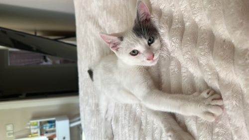 Kucak delisi kedi fotoğraf