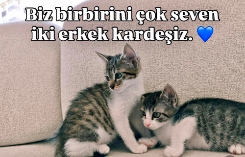 Leo ve Pars Yuvalanmak İstiyor fotoğraf