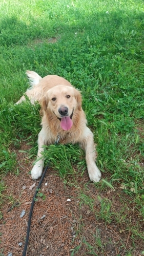 Güleç Yüzlü Golden Yuva Arıyor fotoğraf