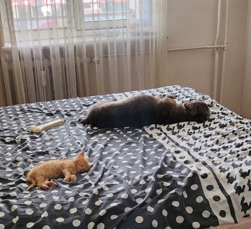 Minik sarman yuva arıyorr🧡🐈🧡 fotoğraf