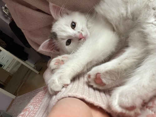 Oyuncu minik Şila fotoğraf