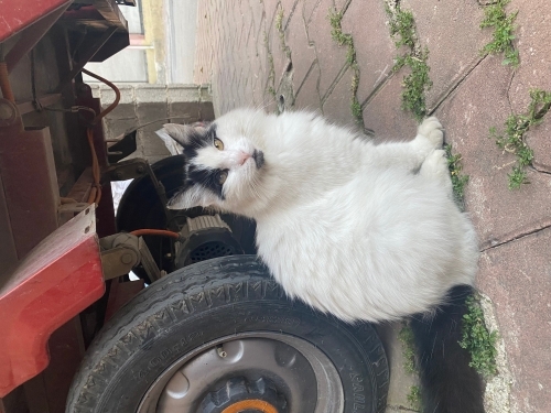 Evcil çok akıllı kedi fotoğraf