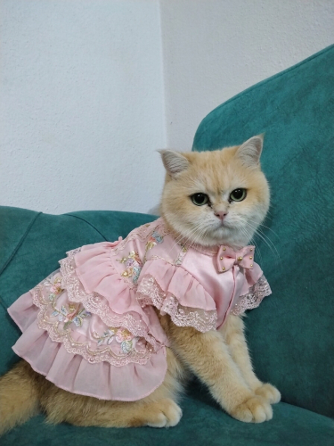 Ömürlük yuva aranıyor fotoğraf