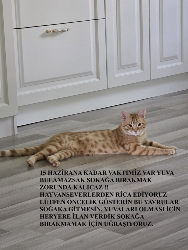 LÜTFEN LEO’YA YUVA OLUN fotoğraf