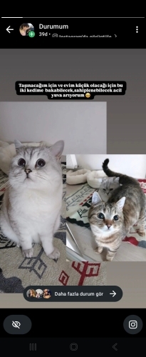 Pamuğumuz Bulut ve şapşiğimiz Tospik fotoğraf