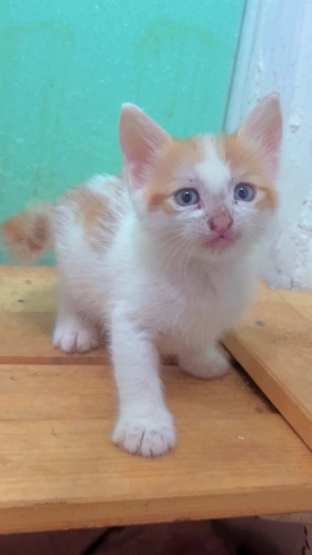 3 KARDEŞ ÖMÜRLÜK YUVALARINI ARIYOR fotoğraf