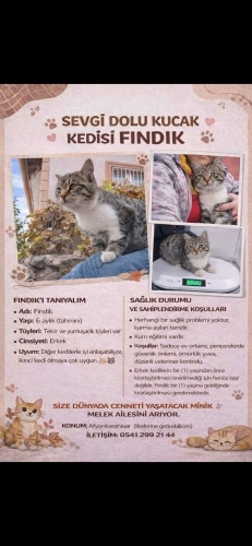 **KUCAK KEDİSİ, İNSAN AŞIĞI BİR PRENS** fotoğraf