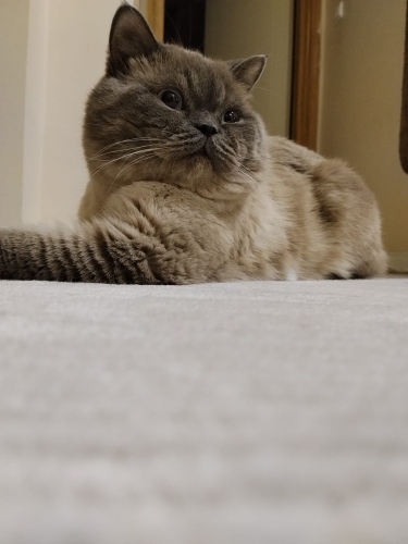 British erkek kedi sevimli uysal fotoğraf
