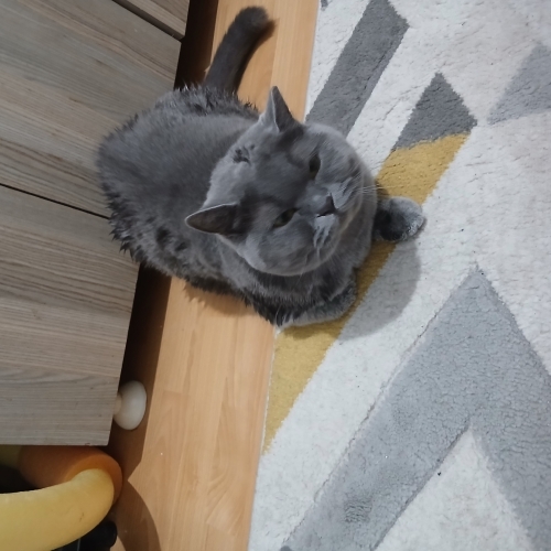 Ev sahibim istemiyor fotoğraf