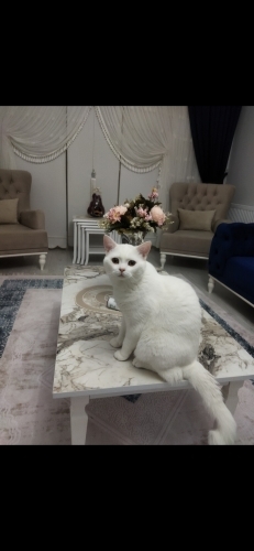 ÜCRETSİZ 3 YAŞINDA KISIR ERKEK KEDİMİZE KALICI AİLE ARIYORUZ fotoğraf