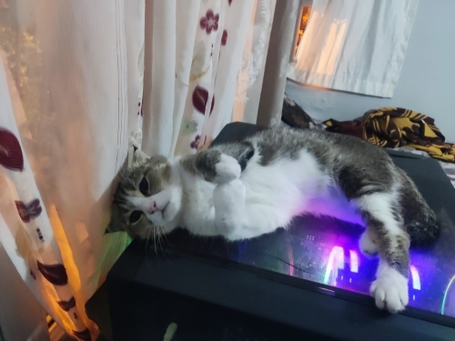 Sahibi tarafından evden atılmış bu üzgün prenses fotoğraf