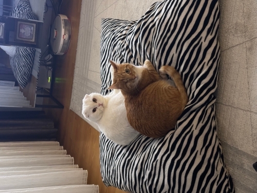 Birbirinden Ayrılmayan İki Can Dost İçin Ömürlük Yuva Arıyoruz fotoğraf