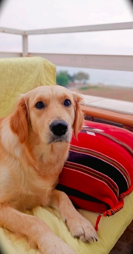 Dünyalar Tatlısı DIA Yeni Yuvasını Arıyor! 🐾 fotoğraf