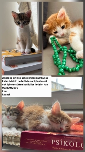 tekir kardeşler bir dişi bir erkek fotoğraf