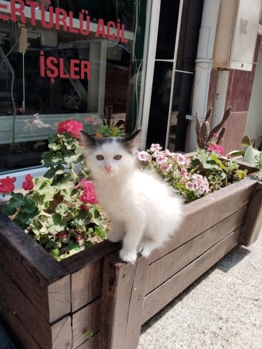 YAKLAŞIK 2 AYLIK NORVEÇ ORMAN BEBEĞİ..!! fotoğraf