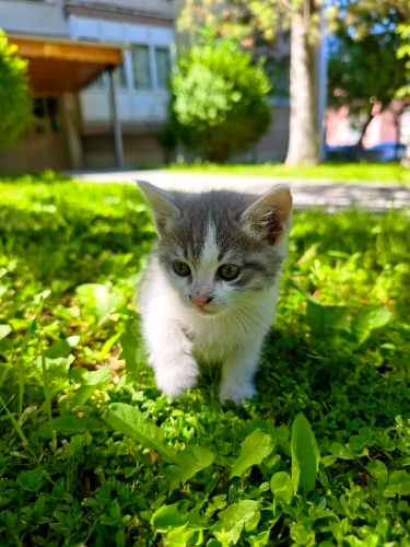 Sütlaç'a Ömürlük Yuva fotoğraf