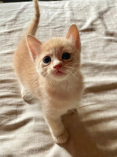 🐾 SUSAM YUVASINI ARIYOR! 🧡 fotoğraf