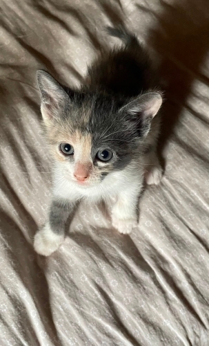 BALLI LOKMA YUVA ARIYOR fotoğraf
