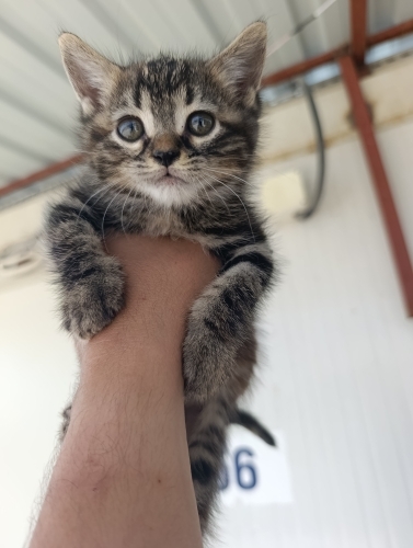 Yavru oyuncu çok sevimli fotoğraf