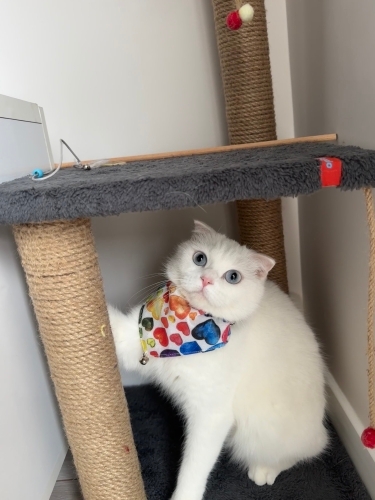 Scottish Fold Dişi fotoğraf