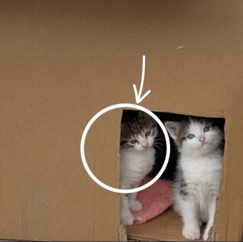 🐾🏡 Çok acil! Bir Cana yuva olmak ister misiniz? fotoğraf