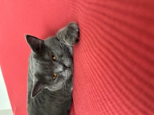Ücretsiz british shorthair fotoğraf