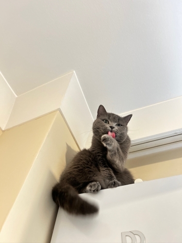 🐾 Luna’ya Ömürlük Yuva Arıyoruz 🐾 fotoğraf