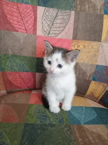 2 aylık prenses yuva arıyor fotoğraf