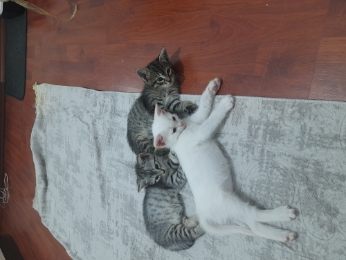 Cana yakın oyuncu Sevgi pitircigi fotoğraf