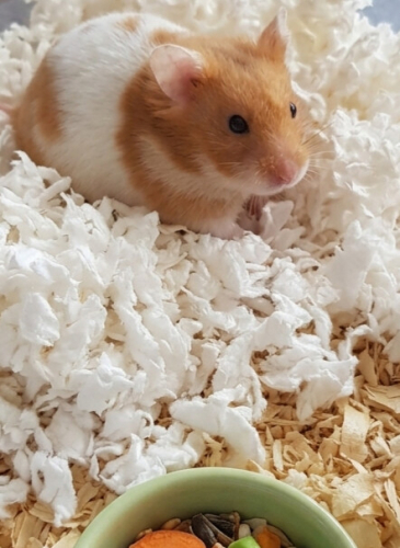 Hamster yuva arıyorum fotoğraf
