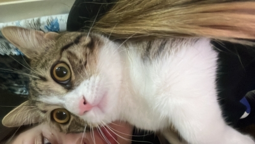 Oyuncu Siyamıza sıcak bir yuva arıyoruz fotoğraf